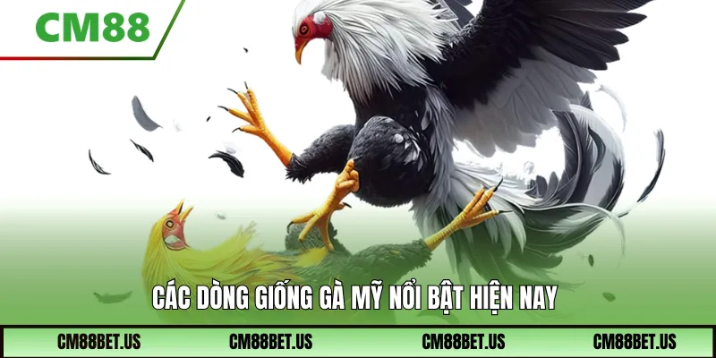 Các dòng giống gà mỹ nổi bật hiện nay