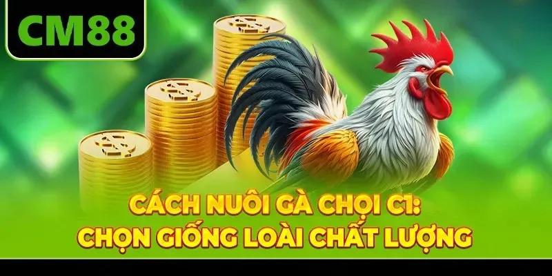 Cách nuôi gà chọi C1: Chọn giống loài chất lượng