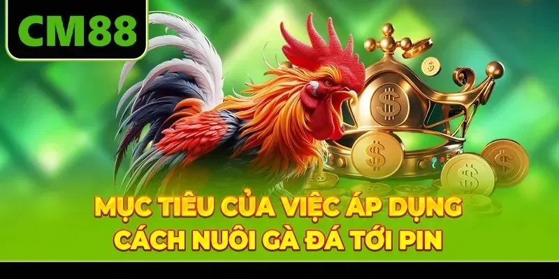 Mục tiêu của việc áp dụng cách nuôi gà đá tới pin