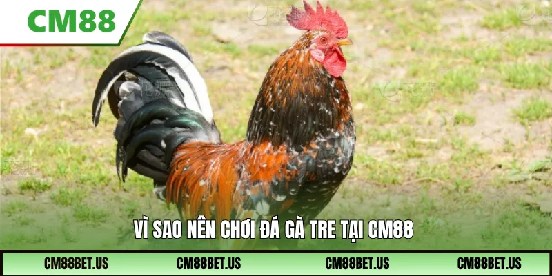 Vì sao nên chơi đá gà tre tại CM88